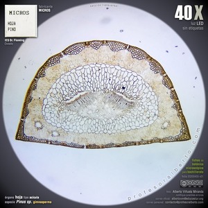Acícula de gimnosperma Acícula de gimnosperma